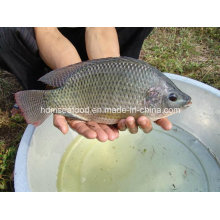 Tilapia de Pescado